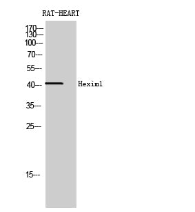 HEXIM1 Rabbit Polyclonal Antibody