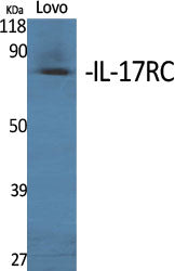 IL-17 Receptor C Rabbit Polyclonal Antibody