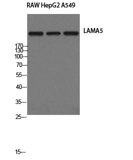Laminin alpha 5 Rabbit Polyclonal Antibody