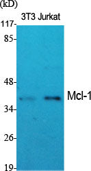 MCL1 Rabbit Polyclonal Antibody