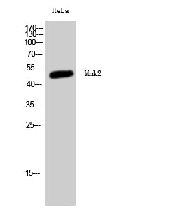 MKNK2 Rabbit Polyclonal Antibody