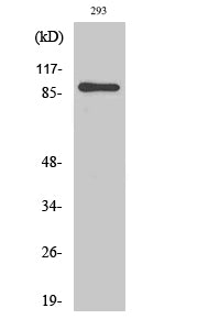 MSK1 Rabbit Polyclonal Antibody