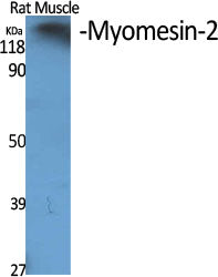 Myomesin 2 Rabbit Polyclonal Antibody