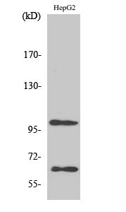 SIRP alpha Rabbit Polyclonal Antibody
