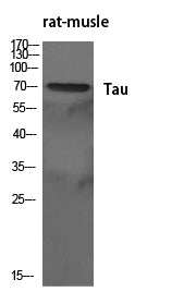 Tau Rabbit Polyclonal Antibody
