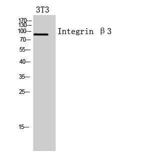 Integrin beta 3 Rabbit Polyclonal Antibody