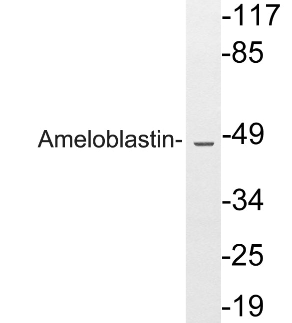 AMBN Rabbit Polyclonal Antibody