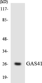 GAS41 Rabbit Polyclonal Antibody
