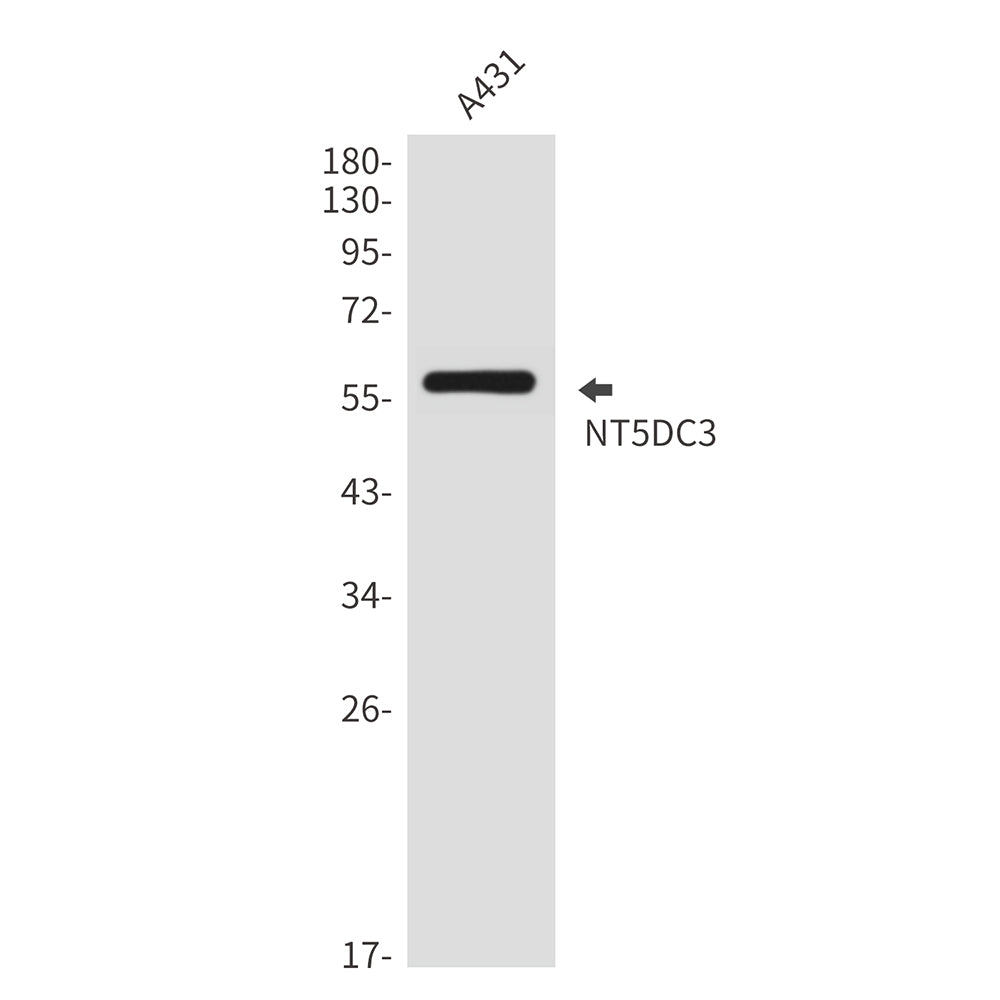 NT5DC3 Rabbit Polyclonal Antibody