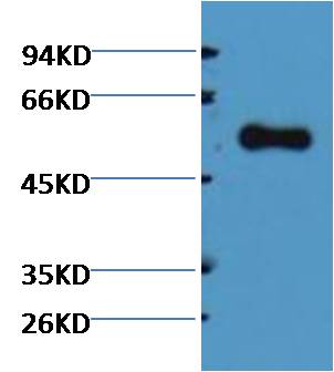 Alliinase Rabbit Polyclonal Antibody