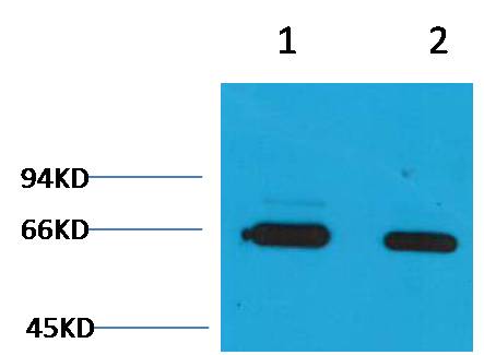 Bovine Serum Albumin Rabbit Polyclonal Antibody