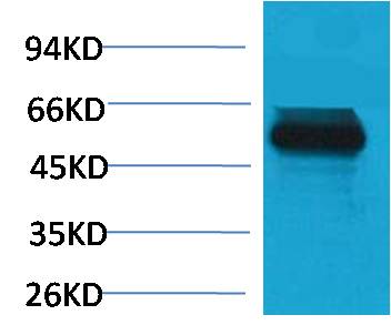 MG53 Rabbit Polyclonal Antibody