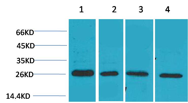 SLUG Rabbit Polyclonal Antibody
