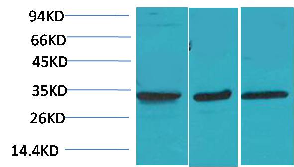 CACNG3 Rabbit Polyclonal Antibody