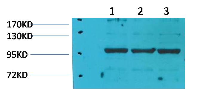 Elongation Factor 1A2 Binding Protein Rabbit Polyclonal Antibody