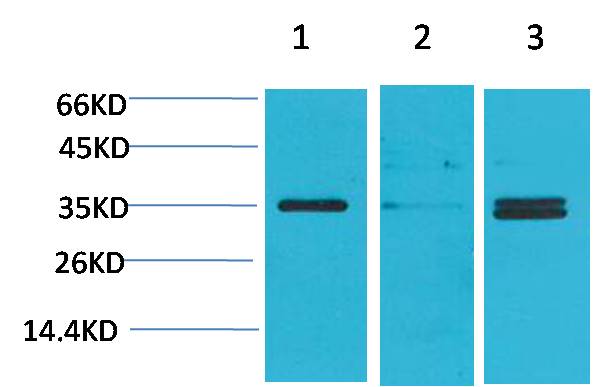 Cav gamma 5 Rabbit Polyclonal Antibody