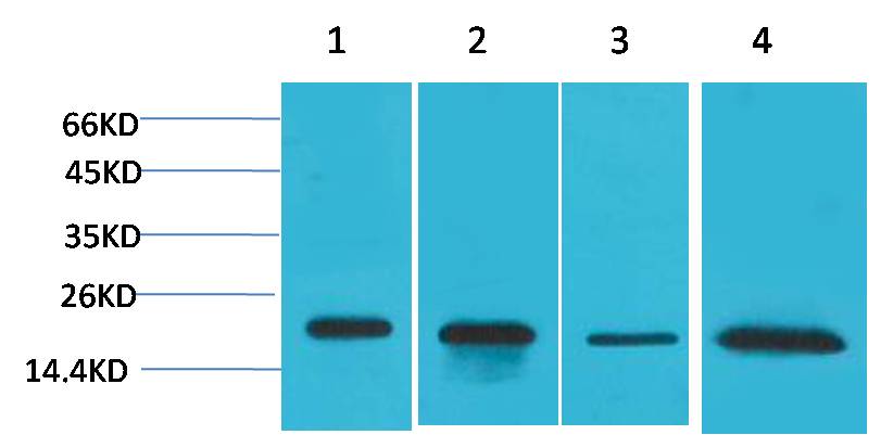 Superoxide Dismutase 1 Rabbit Polyclonal Antibody