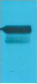 GAL4 Activation Domain Rabbit Polyclonal Antibody