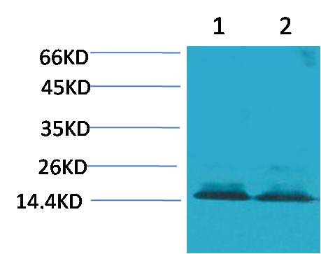 Histone H3 (Citruline R2+R8+R17) Rabbit Polyclonal Antibody