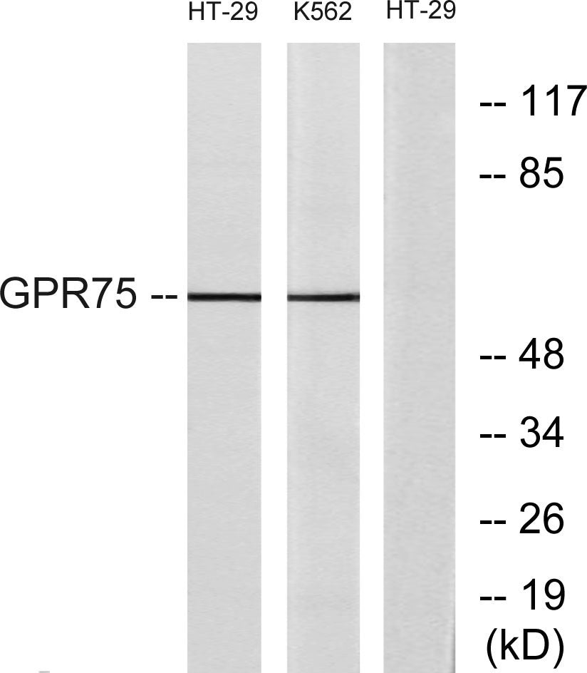 GPR75 Rabbit Polyclonal Antibody