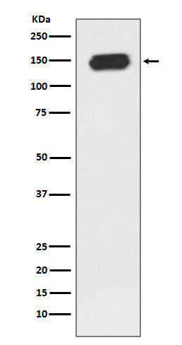 PLCG1 Rabbit Polyclonal Antibody