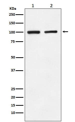 Ionotropic Glutamate Receptor 2 Rabbit Polyclonal Antibody