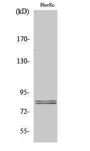 Hormone Sensitive Lipase Rabbit Polyclonal Antibody