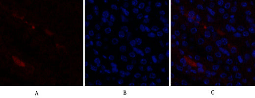 p21 Rabbit Polyclonal Antibody