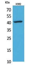 CD62L Rabbit Polyclonal Antibody