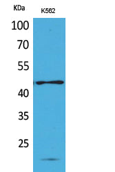 CD241 Rabbit Polyclonal Antibody