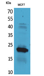 IL-28 Rabbit Polyclonal Antibody