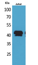 BMP8A Rabbit Polyclonal Antibody