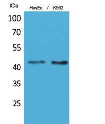 LAYN Rabbit Polyclonal Antibody