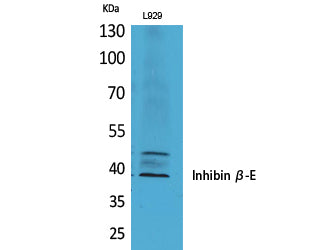 Inhibin beta E Rabbit Polyclonal Antibody