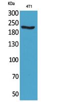 MYH Rabbit Polyclonal Antibody