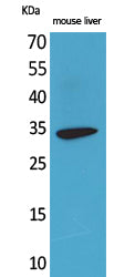 FGL1 Rabbit Polyclonal Antibody