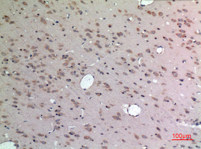 Apelin Rabbit Polyclonal Antibody