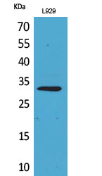 KLF13 Rabbit Polyclonal Antibody