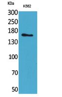 Laminin gamma 2 Rabbit Polyclonal Antibody