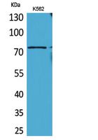 BMAL1 Rabbit Polyclonal Antibody