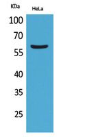 FMO3 Rabbit Polyclonal Antibody