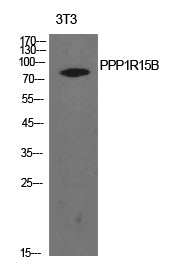 PPP1R15B Rabbit Polyclonal Antibody