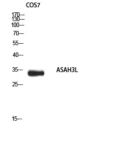 ASAH3L Rabbit Polyclonal Antibody