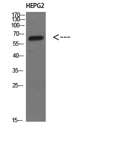 MIA2 Rabbit Polyclonal Antibody
