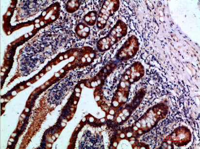 IL-37 Rabbit Polyclonal Antibody
