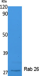 Rab26 Rabbit Polyclonal Antibody