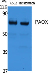 PAOX Rabbit Polyclonal Antibody