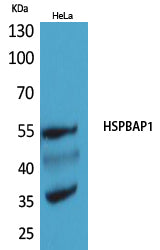 HspBAP1 Rabbit Polyclonal Antibody