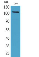 Neuropilin 1 Rabbit Polyclonal Antibody
