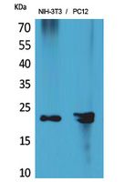 HRP3 Rabbit Polyclonal Antibody